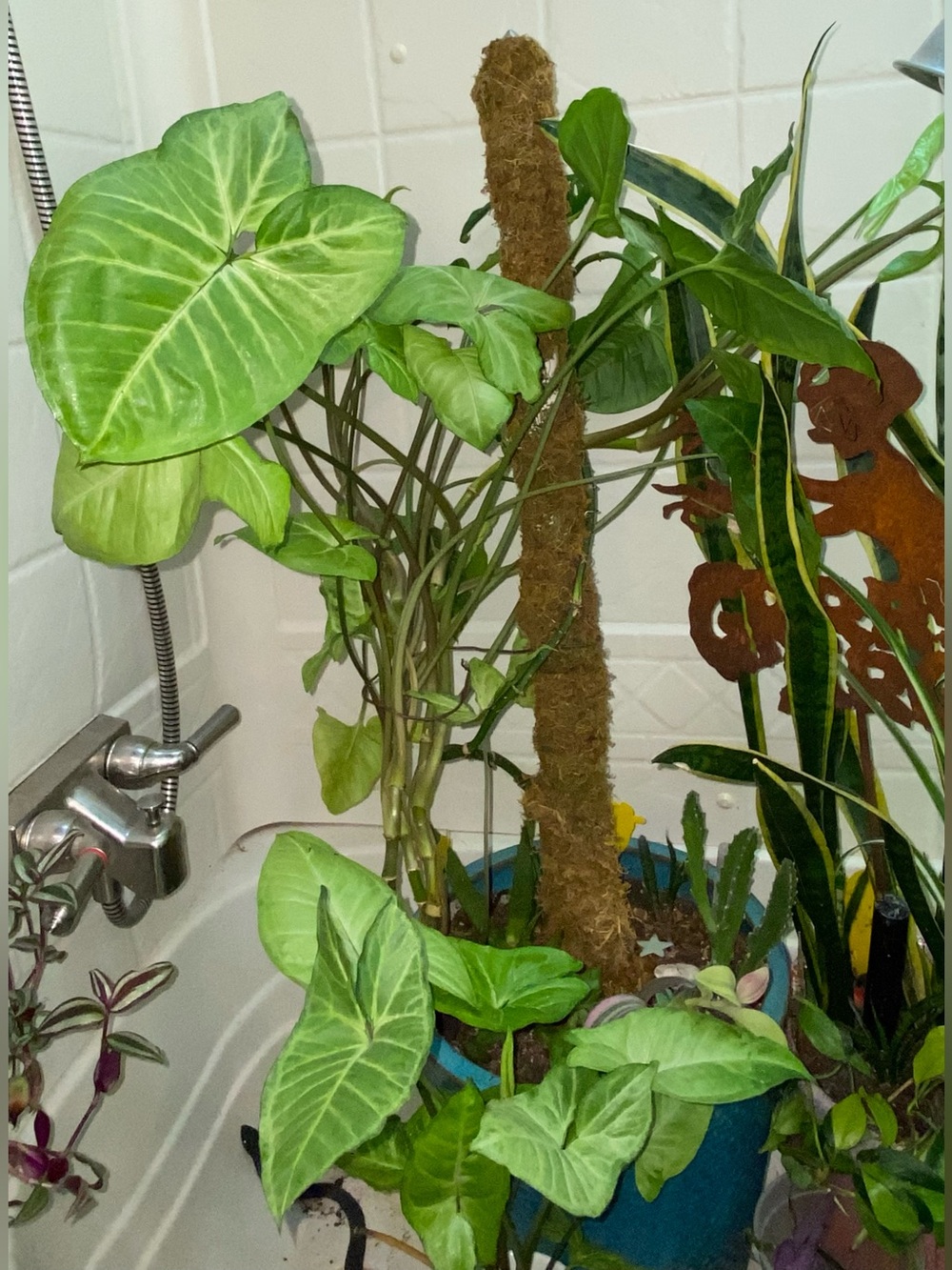 Well-Rooted 12”+ Syngonium Plant 1 (ONE)
